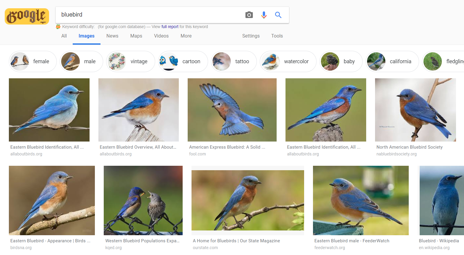 tìm kiếm hình ảnh bằng google